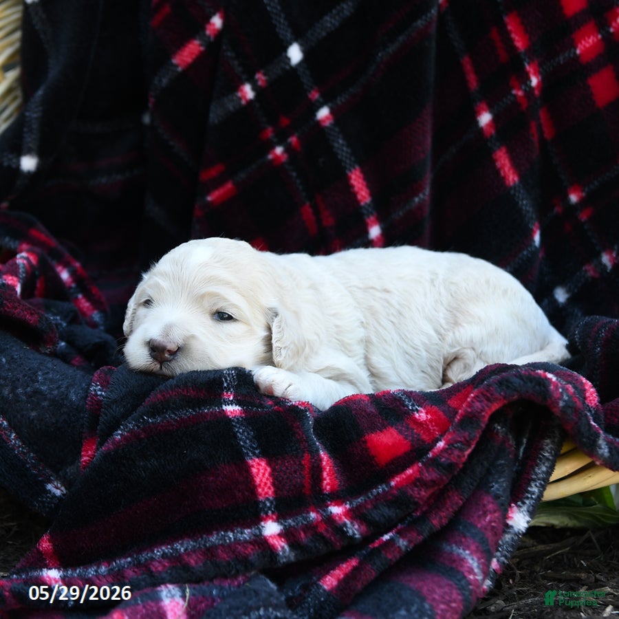 Goldendoodle dogs Macy - Ad 2
