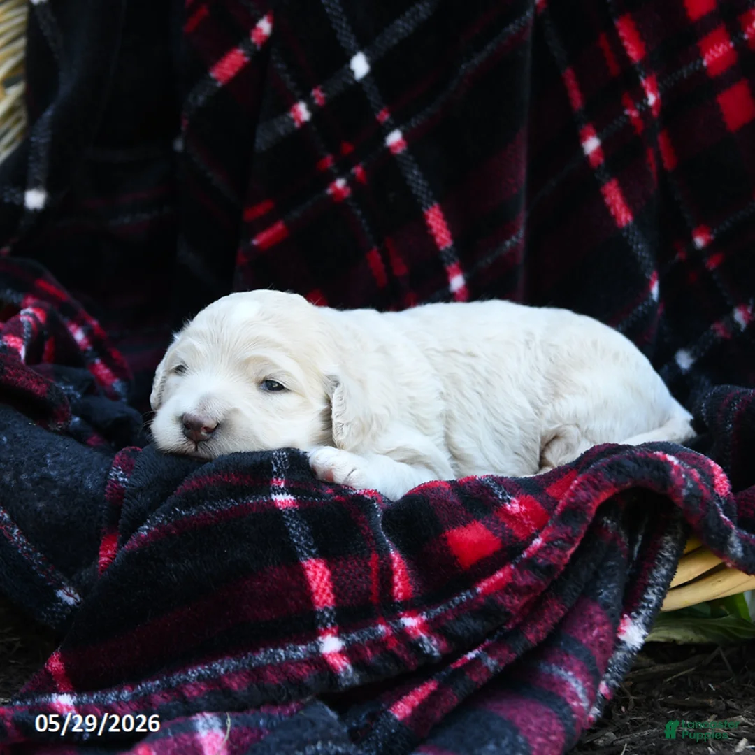Goldendoodle dogs for sale: Macy - Ad 2