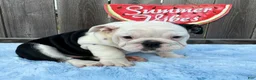 English Bulldog dogs for sale: Danna - Ad 7
