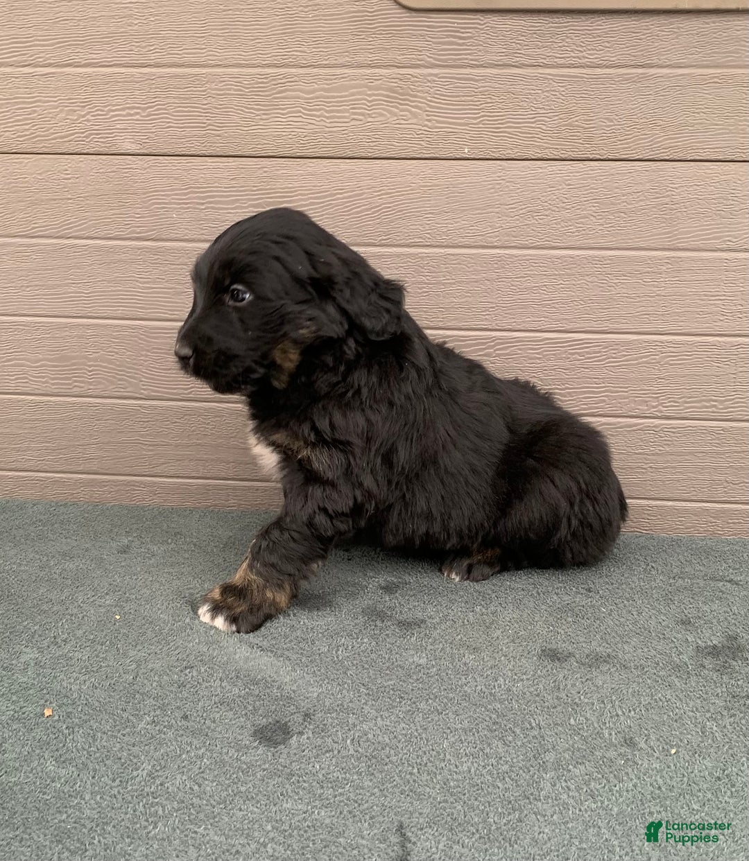 Aussiedoodle dogs for sale: Rascal - Ad 3