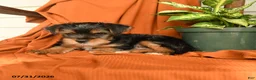 Yorkshire Terrier dogs for sale: Milo - Ad 4