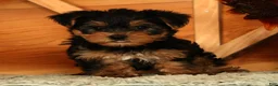 Yorkshire Terrier dogs for sale: Wesley - Ad 3