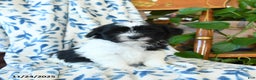 Havanese dogs for sale: Cookie - Ad 1