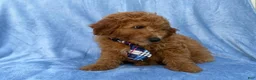Mini Goldendoodle dogs for sale: Dash - Ad 9