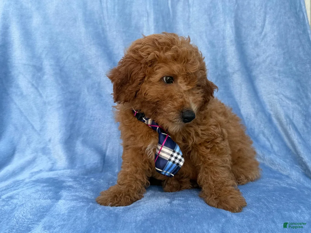 Mini Goldendoodle dogs for sale: Dash - Ad 9