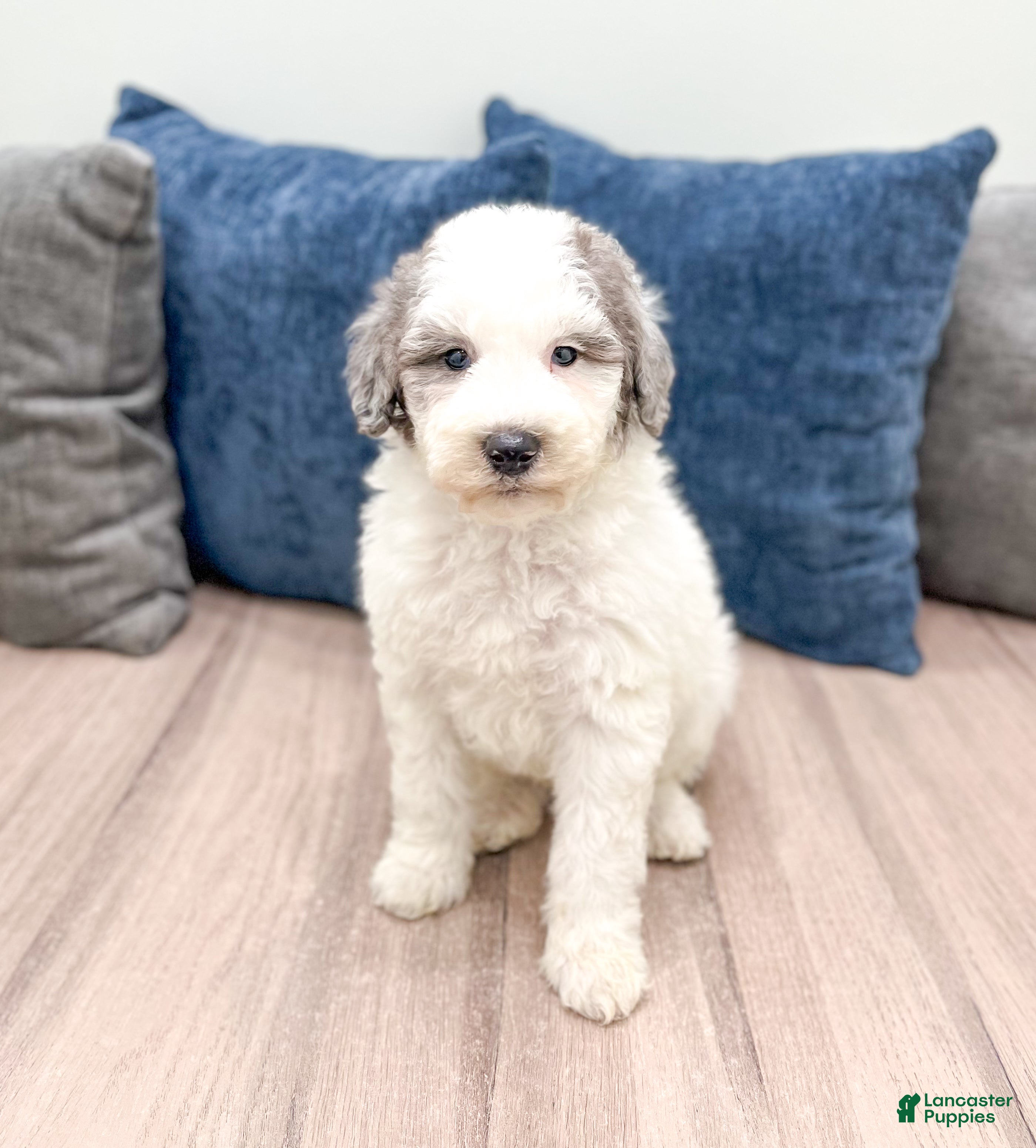Mini Sheepadoodle dogs Wesley - Ad 1