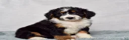 Bernedoodle dogs for sale: Wynonna  - Ad 5