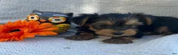 Yorkshire Terrier dogs for sale: Willy - Ad 3