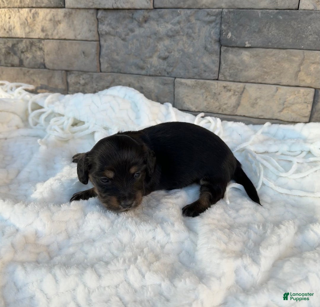 Miniature Dachshund dogs for sale: Bella - Ad 1