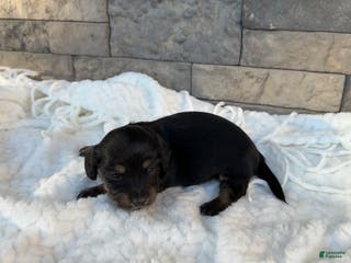 Miniature Dachshund dogs Bella - Ad 3