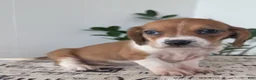 Mixed Breed dogs for sale: Lilly - Ad 6