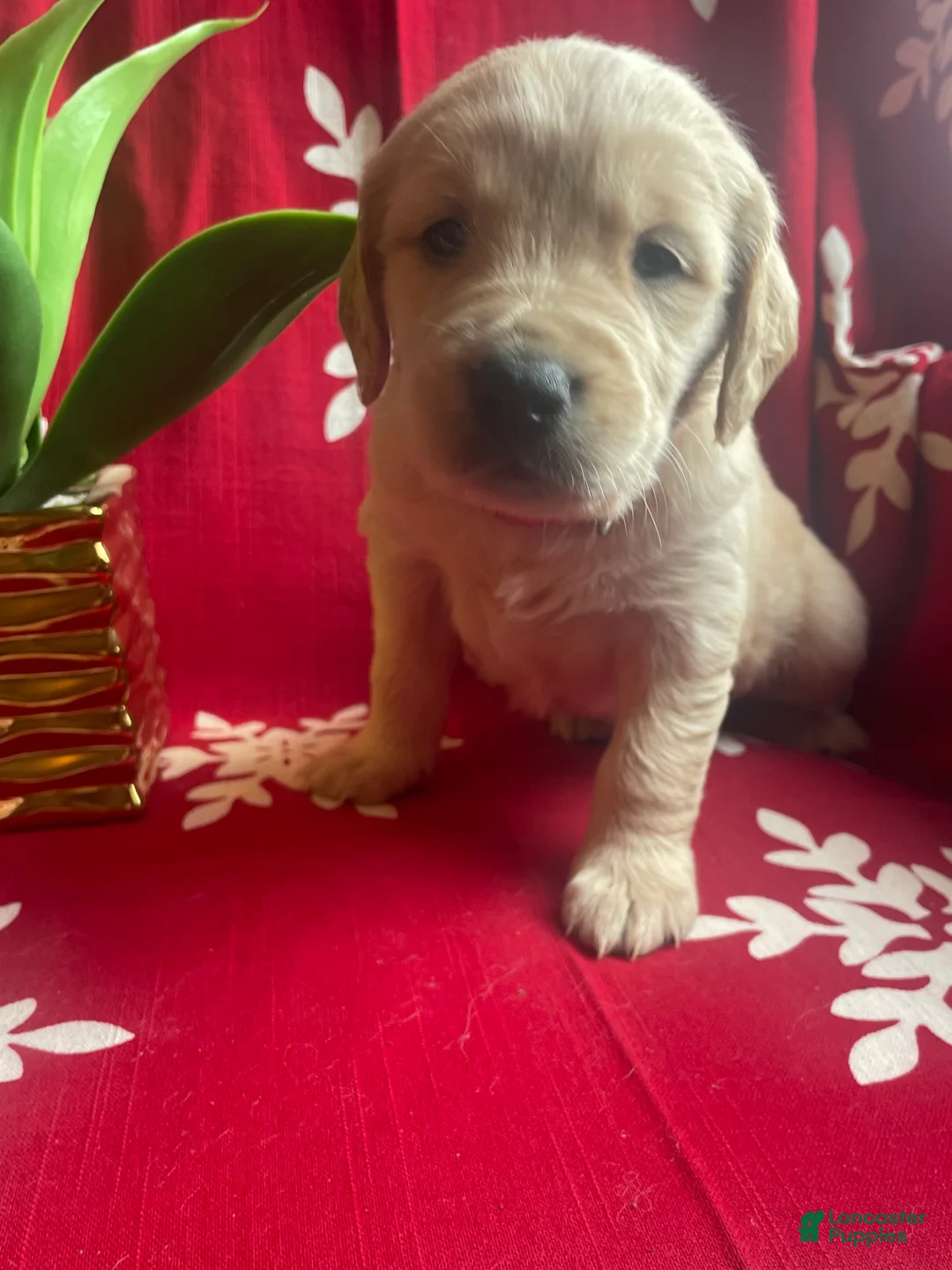 Goldendoodle dogs for sale: Goldendoodle Puppy 1 - Ad 3