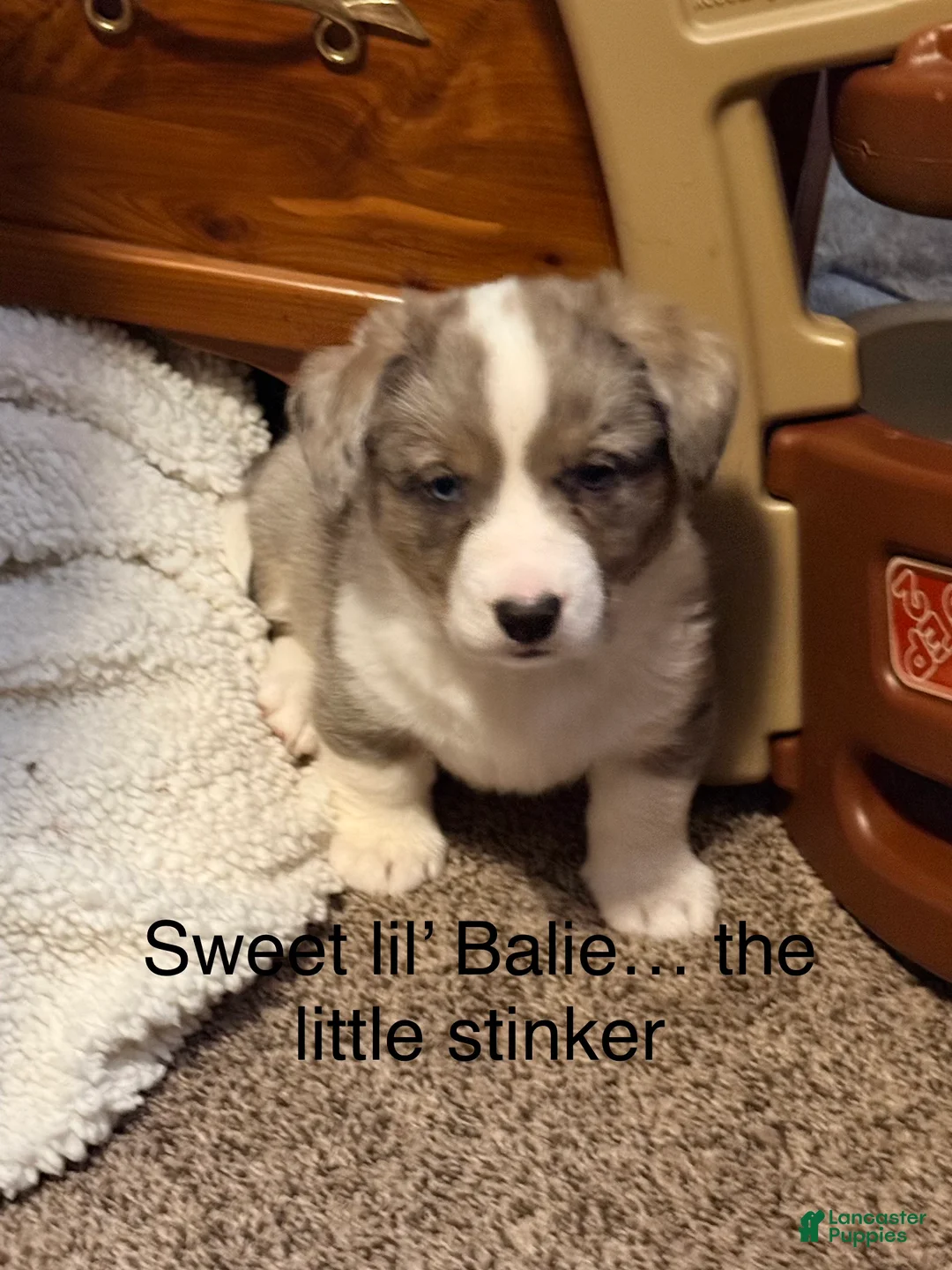 Welsh Corgi Cardigan dogs for sale: Bailie - Ad 1