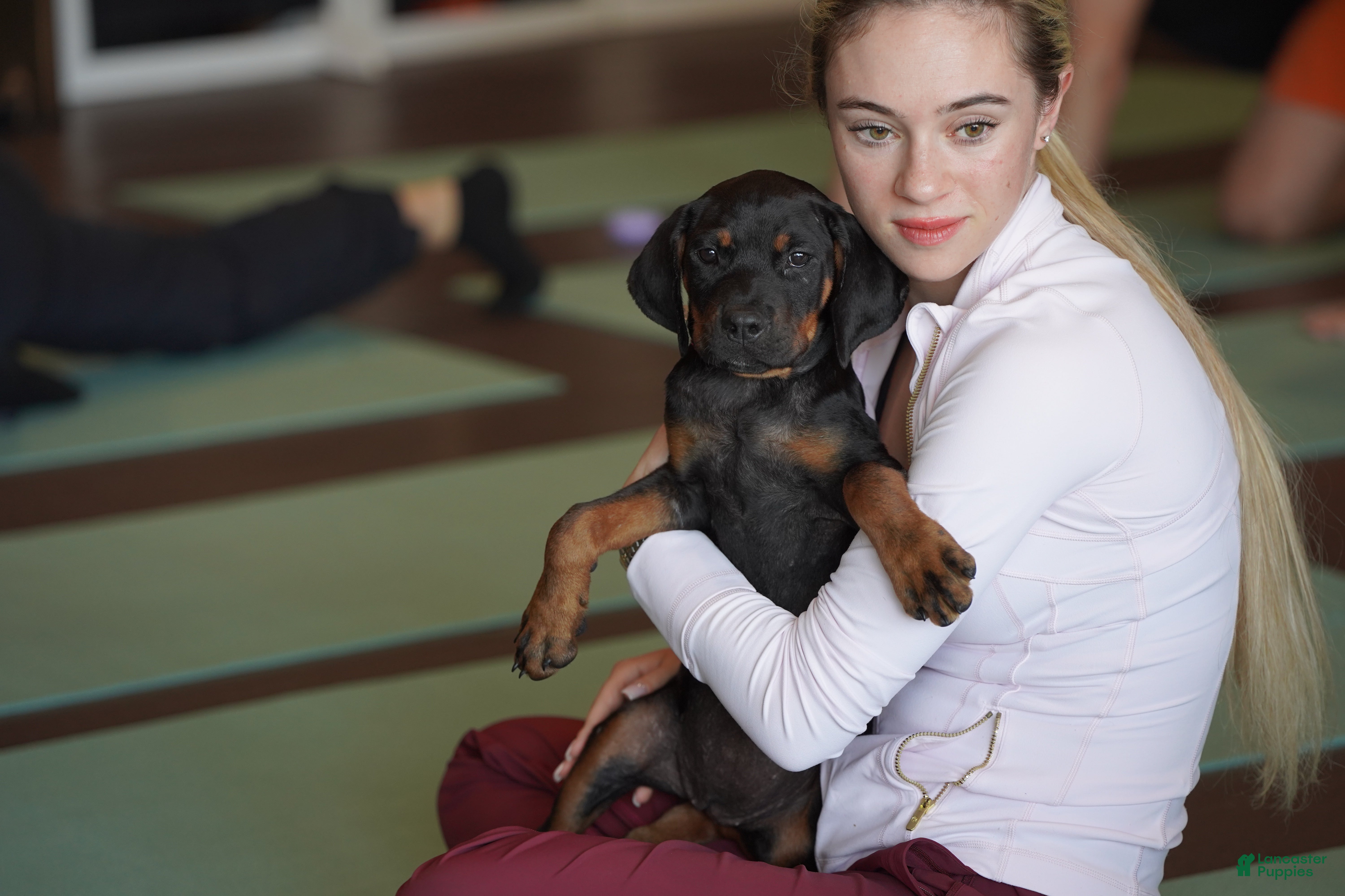 Rottweiler dogs Amiri - Ad 4
