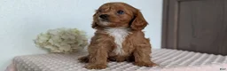 Cavapoo dogs for sale: Saint - Ad 10