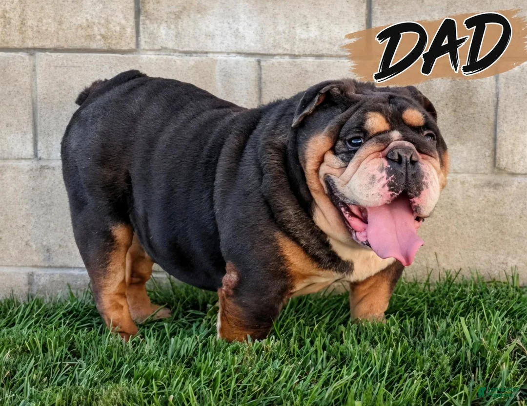 English Bulldog dogs for sale: THOMAS - Ad 6