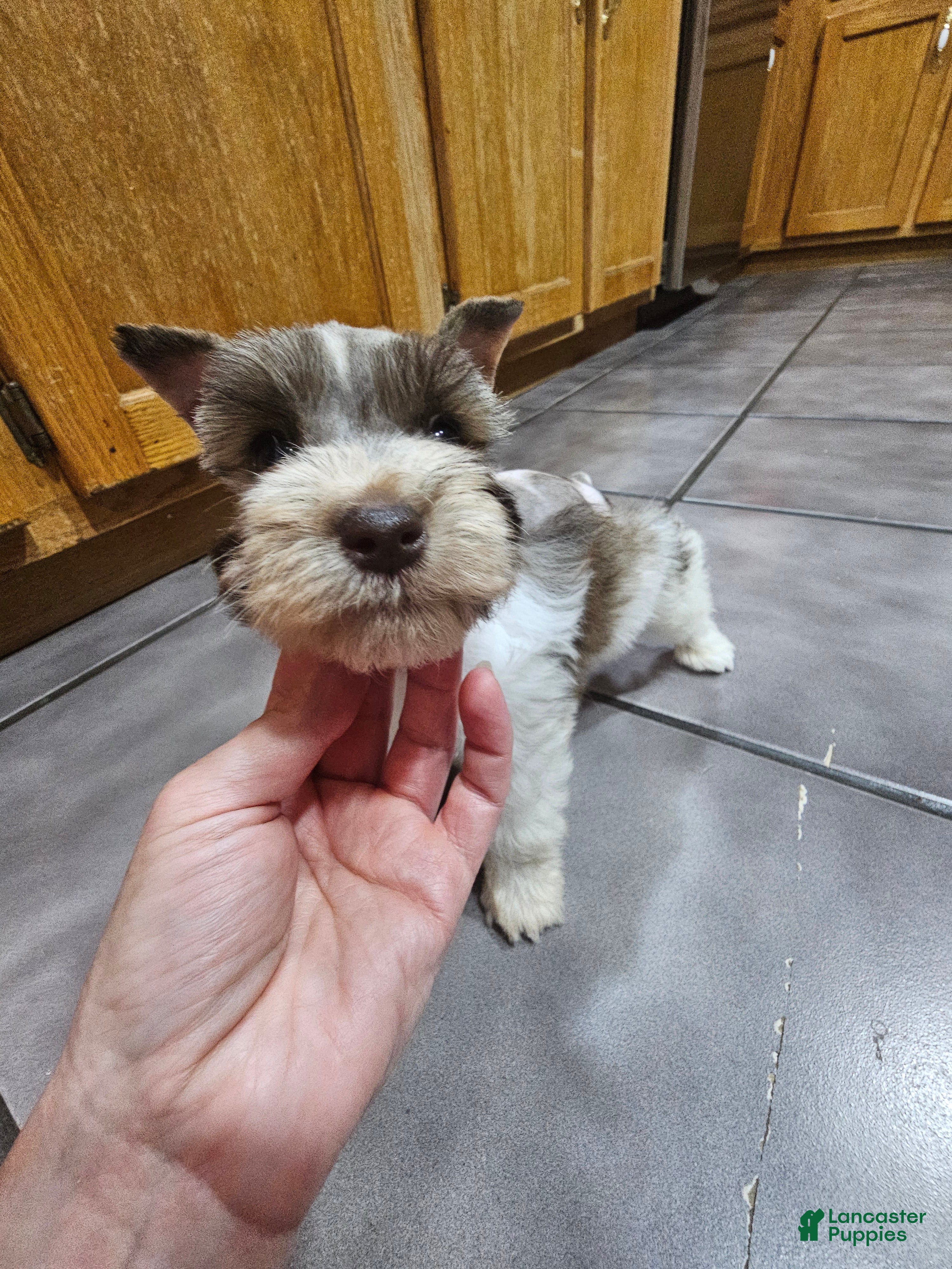 Miniature Schnauzer dogs Miniature Schnauzer 2 - Ad 2