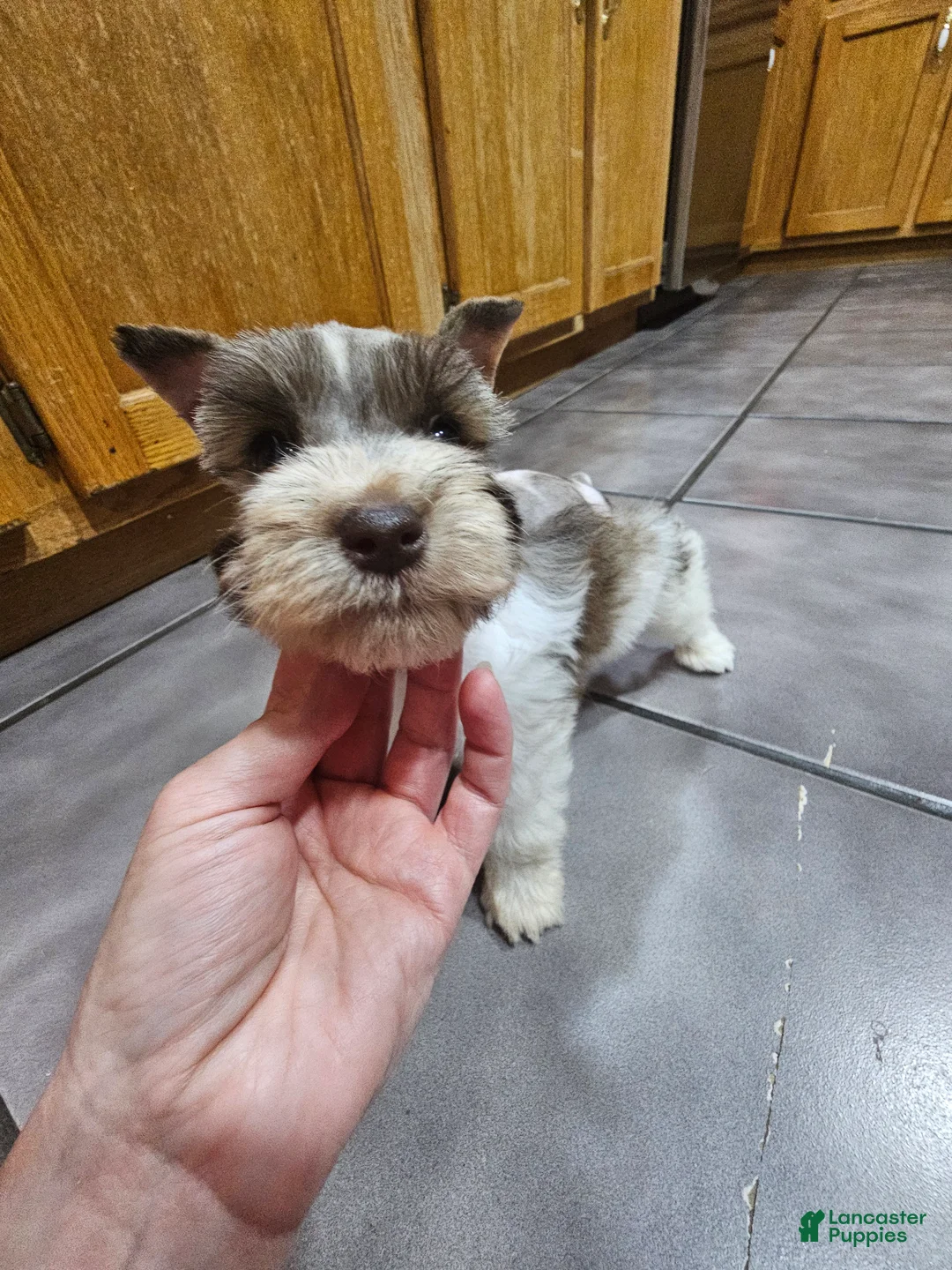 Miniature Schnauzer dogs for sale: Miniature Schnauzer 2 - Ad 2