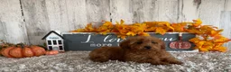 Toy Poodle dogs for sale: Polly - Ad 18