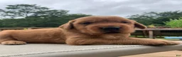Golden Retriever dogs for sale: Azlan - Ad 6
