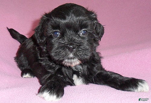 Shihpoo dogs Molly - Ad 2