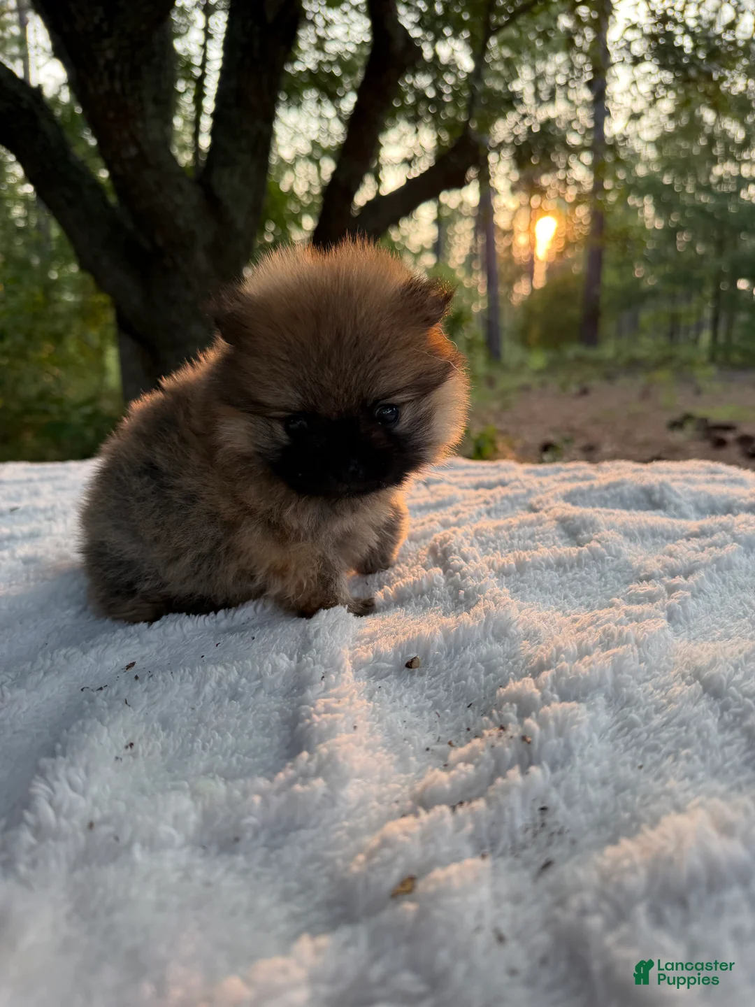 Pomeranian dogs for sale: Duke - Ad 1