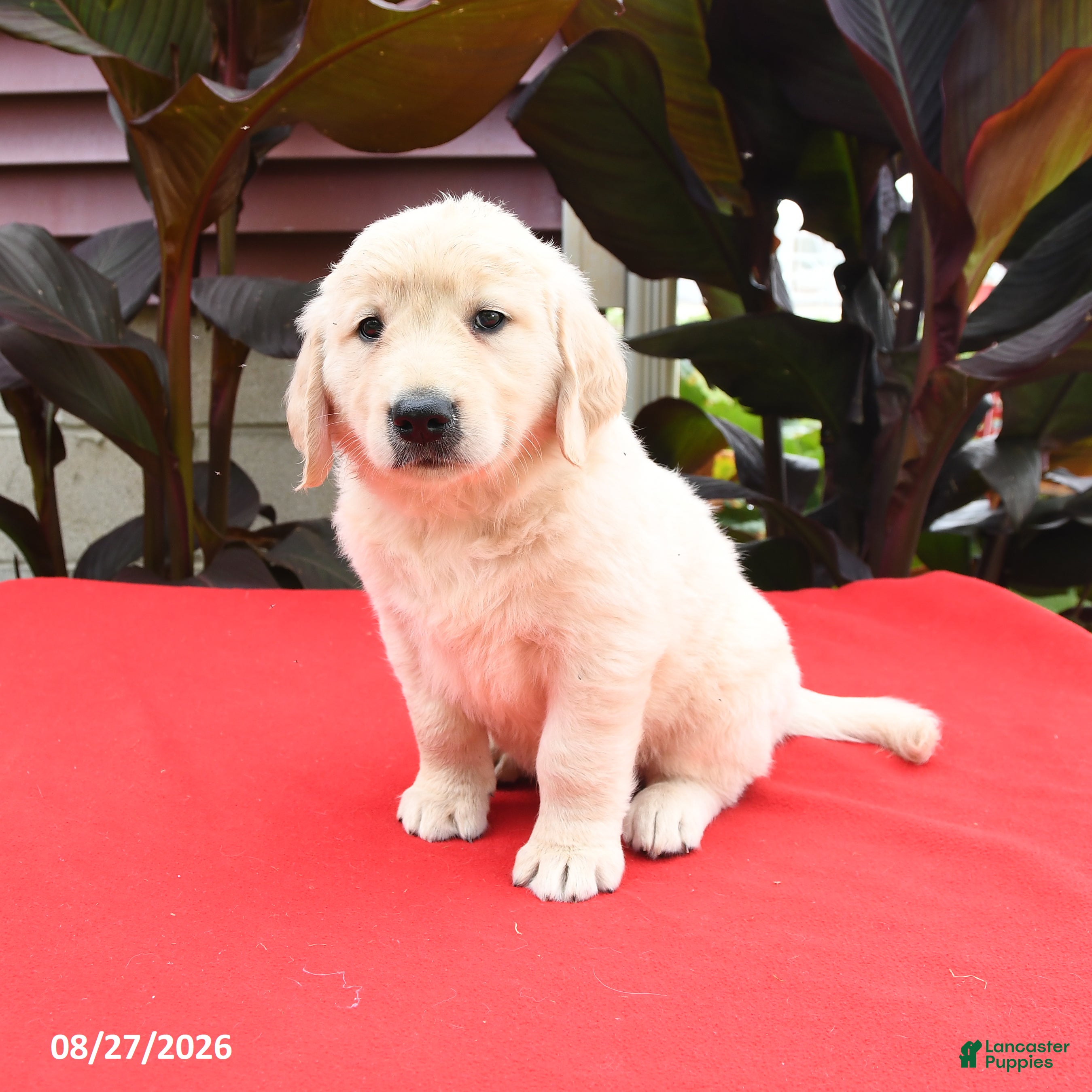 Golden Retriever dogs Cliff - Ad 1