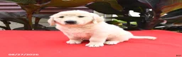 Golden Retriever dogs for sale: Cliff - Ad 1