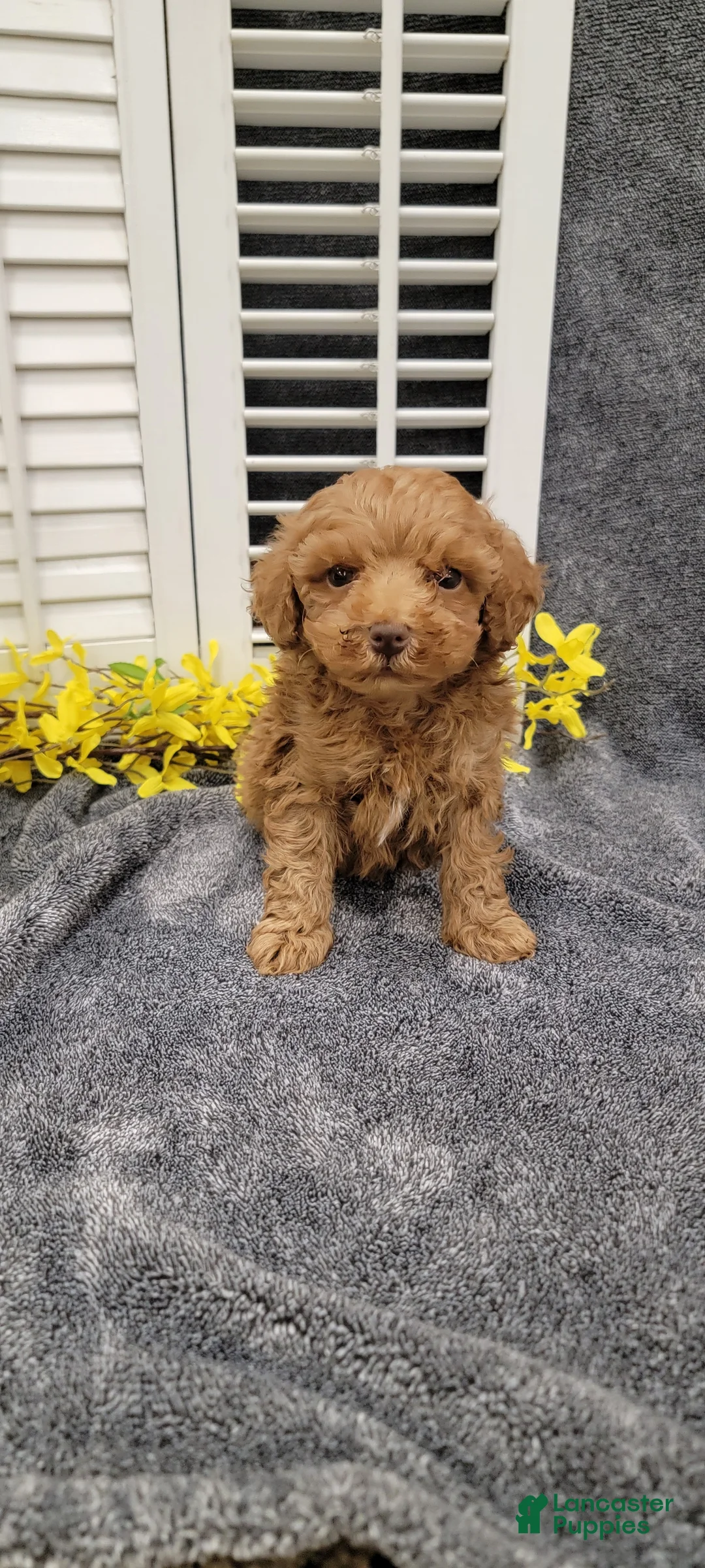Miniature Poodle dogs for sale: Lilac - Ad 10