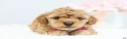 Toy Poodle dogs for sale: Casey - Ad 2