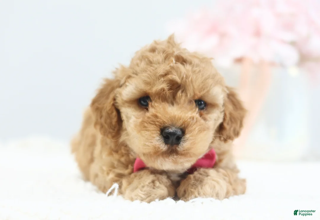 Toy Poodle dogs for sale: Casey - Ad 2