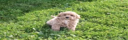 Shihpoo dogs for sale: Panzy - Ad 4