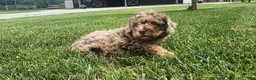 Mini Goldendoodle dogs for sale: Kody - Ad 5