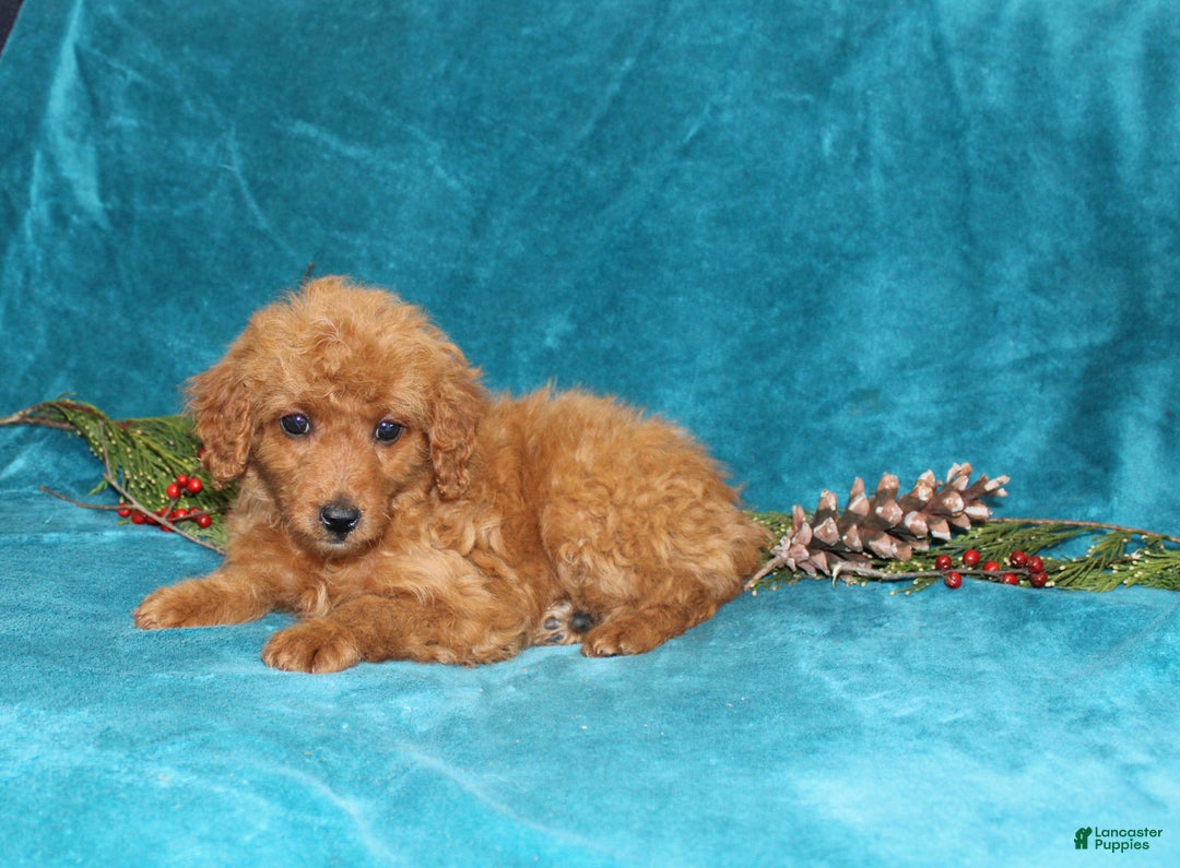 Mini Goldendoodle dogs for sale: Jingle - Ad 2
