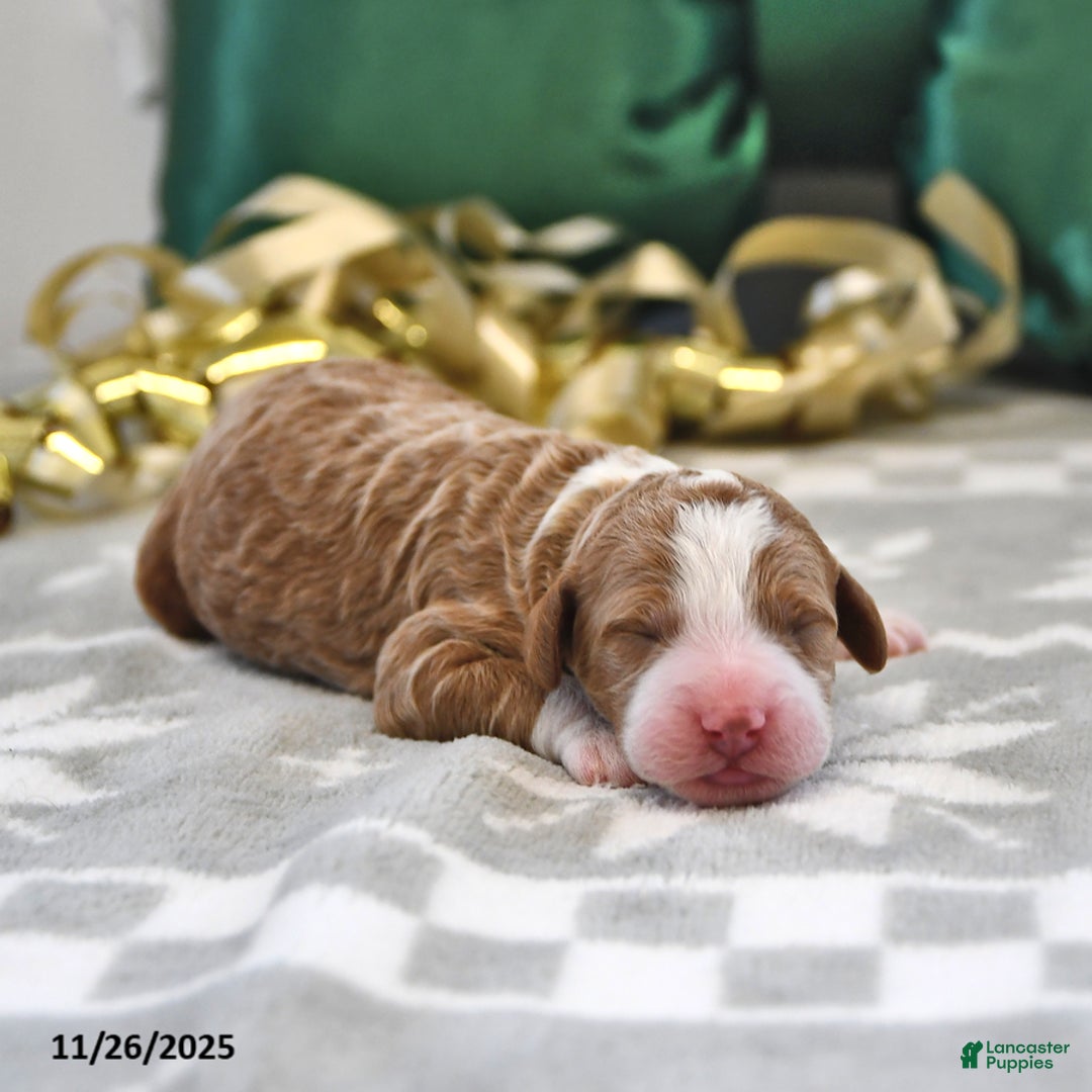 Mini Goldendoodle dogs for sale: Felix - Ad 1