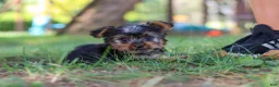 Yorkshire Terrier dogs for sale: Bentley - Ad 4