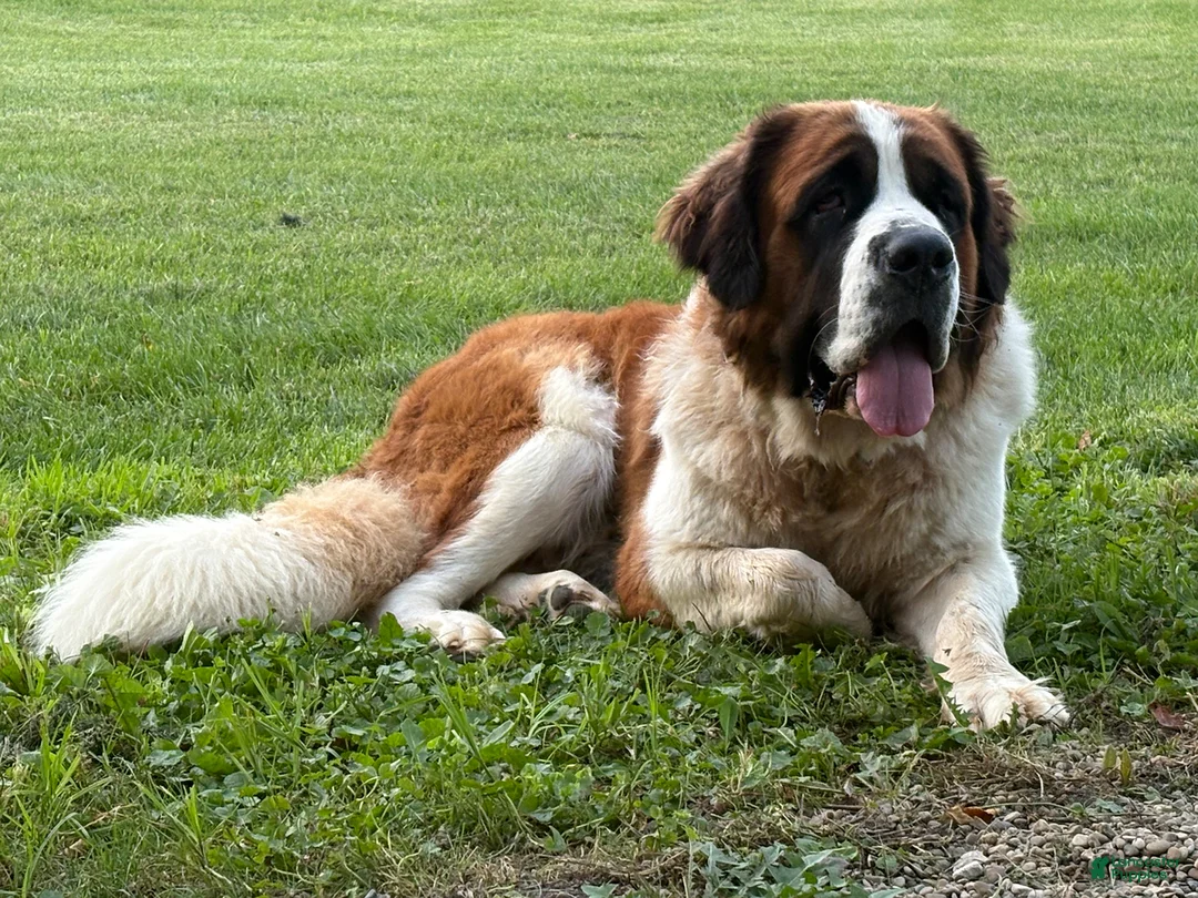 Saint Bernard dogs for sale: Jackson - Ad 4