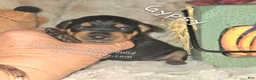 Miniature Pinscher dogs for sale: Gypsy  - Ad 3