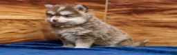 Pomsky dogs for sale: Prince - Ad 6