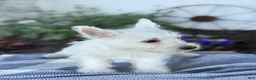 West Highland Terrier dogs for sale: Atlas - Ad 8