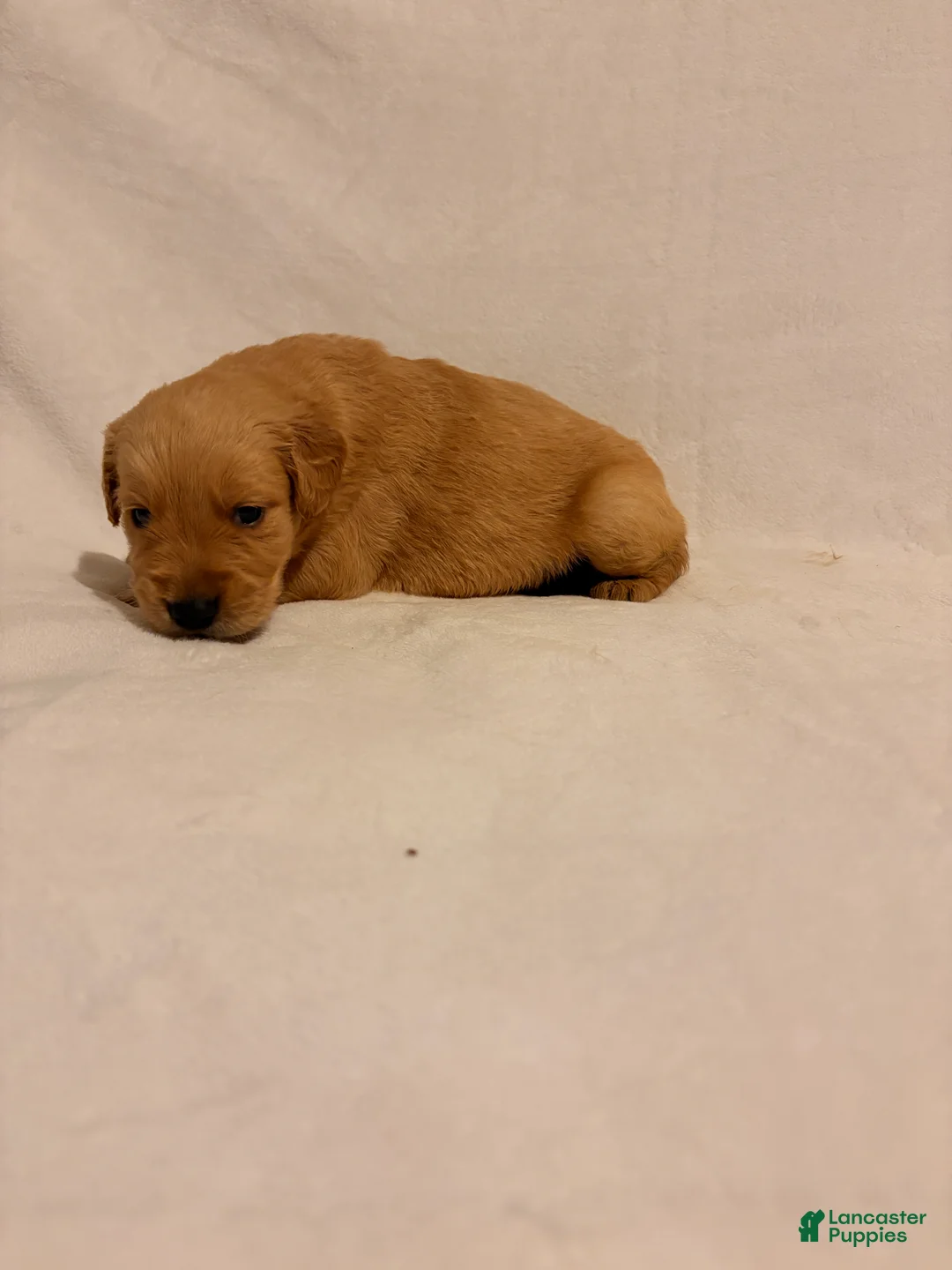 Golden Retriever dogs for sale: Golden Retriever 1 - Ad 2