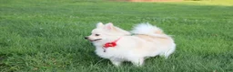 Pomeranian dogs for sale: Cooper  - Ad 8