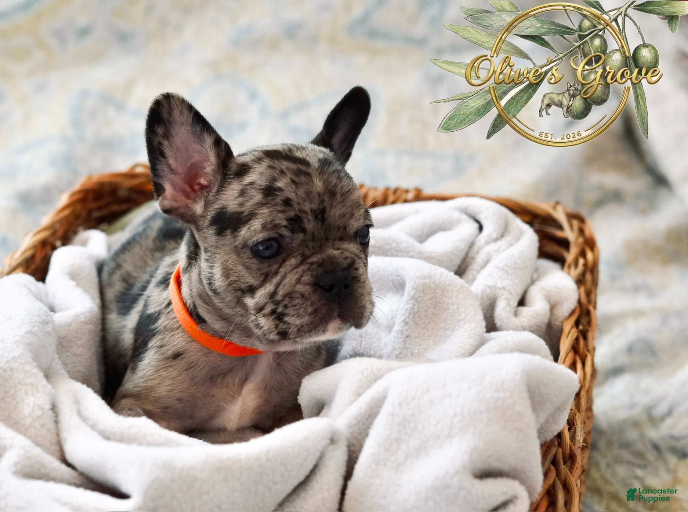 French Bulldog dogs Maeve  - Ad 27