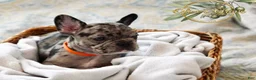 French Bulldog dogs for sale: Maeve  - Ad 1