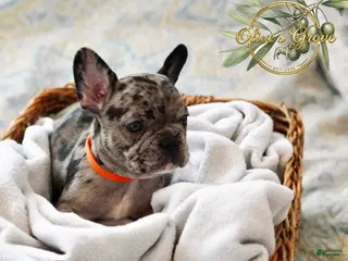French Bulldog dogs Maeve - Ad 27