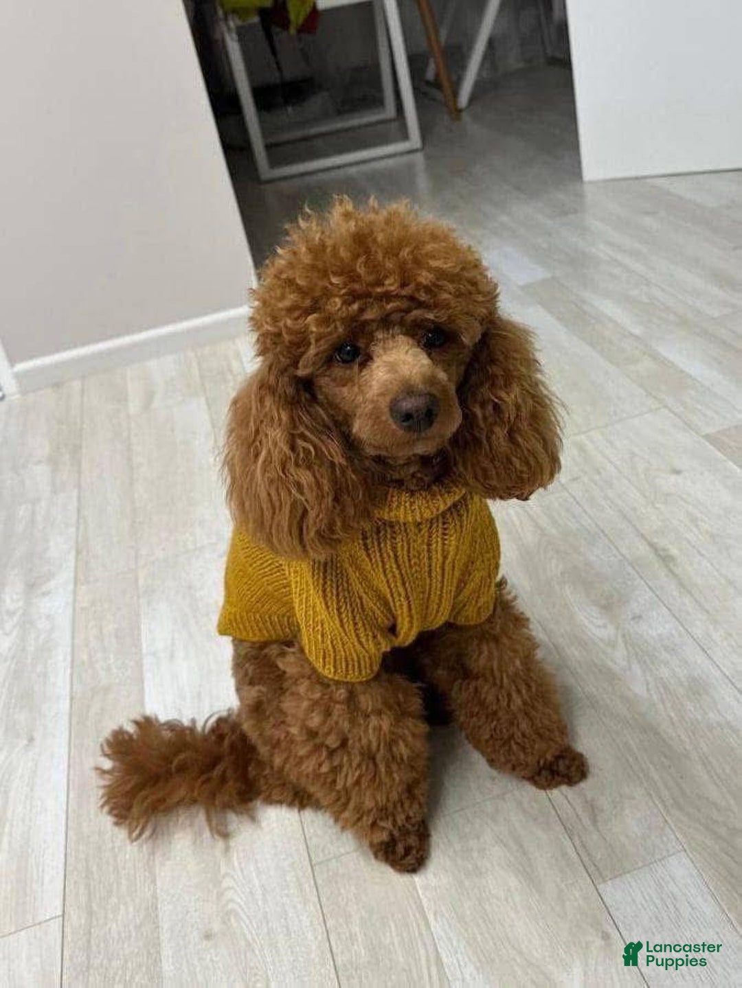 Toy Poodle dogs for sale: Dark Red Female Toy Poodle(Lucy) - Ad 6