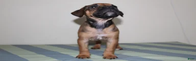 American Bully 1