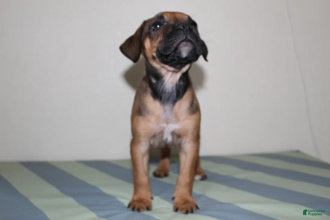 American Bully dogs for sale: American Bully 1 - Ad 1