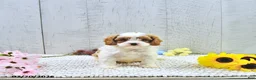 Cavapoo dogs for sale: Marlo - Ad 7