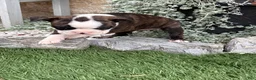 Boston Terrier dogs for sale: Kathi - Ad 17